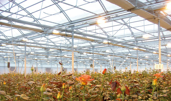 Control climático en invernaderos de rosas
