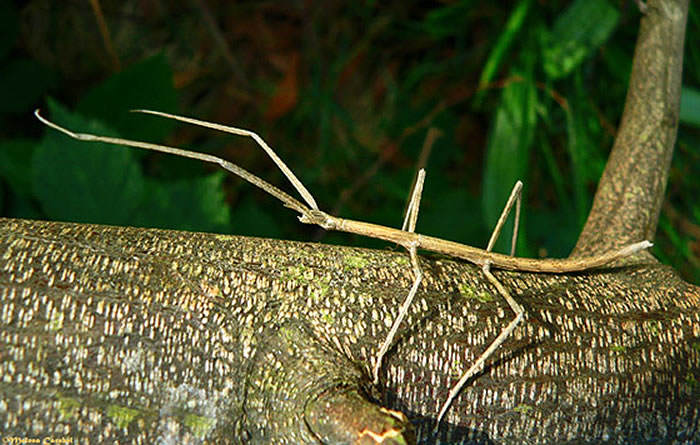 El insecto palo entre los Top Ten