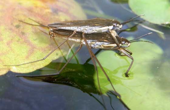 Gerris lacustris, el insecto zapatero