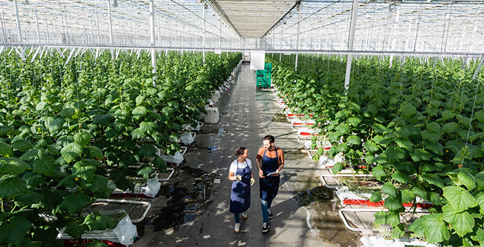 Invernadero con cultivo hortícola