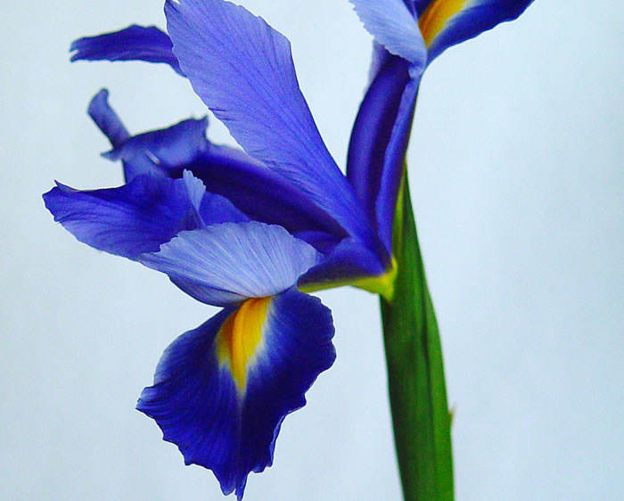Iris azul