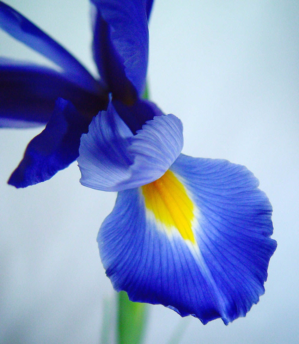 iris azul 4