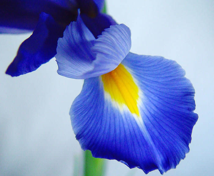 El Lirio Español o Iris xiphium | Revista de Flores, Plantas, Jardinería,  Paisajismo y Medio ambiente