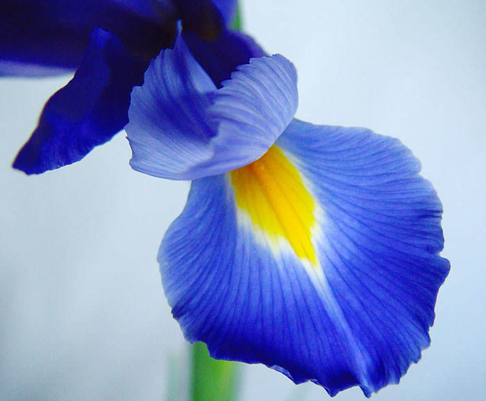 iris-azul1.jpg