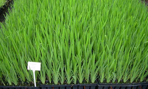 Iris pseudoacorus