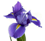 Flor de Iris