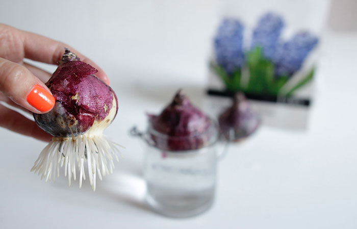 Bulbos de Jacintos en agua | Revista de Flores, Plantas, Jardinería, Paisajismo Medio ambiente