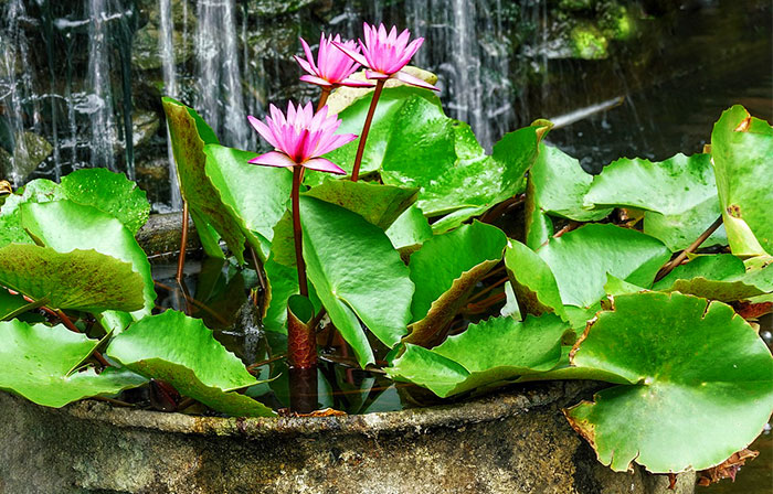 Jardines acuáticos