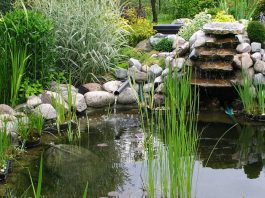 Construir un estanque en el jardín con lámina  Revista de Flores, Plantas,  Jardinería, Paisajismo y Medio ambiente