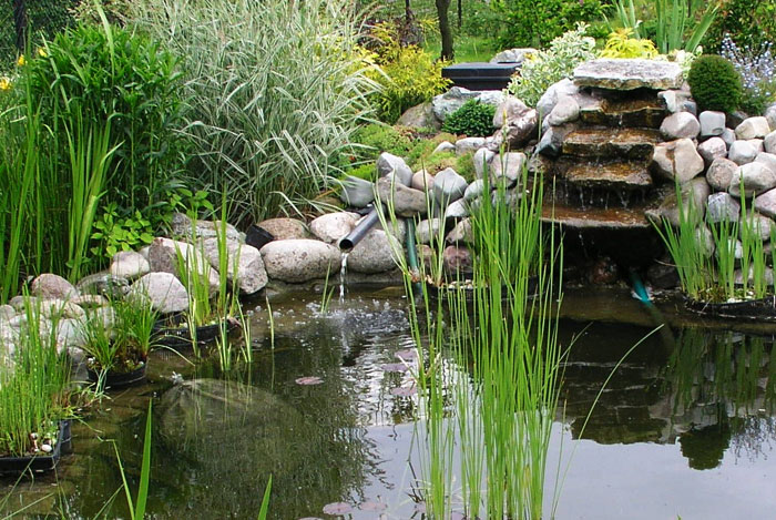 Estanque con vida en el jardín