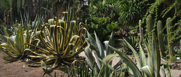 Jardín Botánico de Valencia