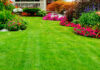 Jardín con césped en verano