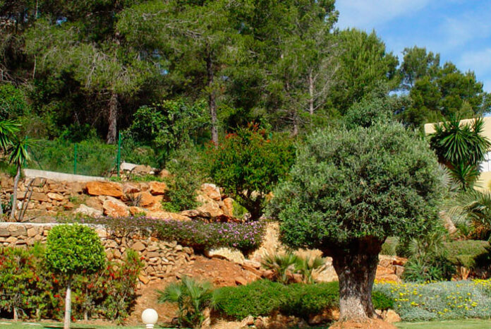 Jardín con plantas de exterior