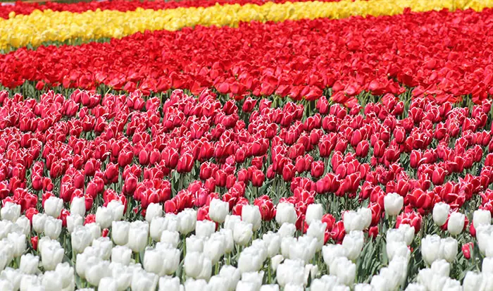 Jardín con tulipanes
