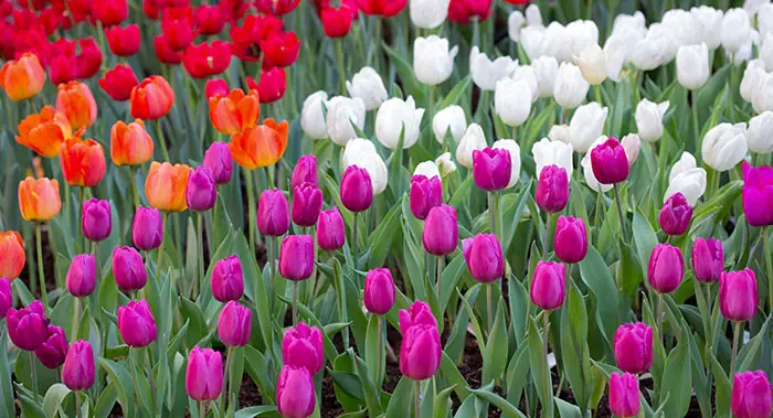 Jardín con tulipanes
