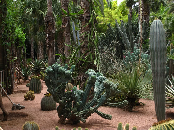 Cactus en el Jardin Majorelle