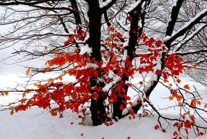 Jardín nevado