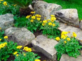 Jardín particular en primavera