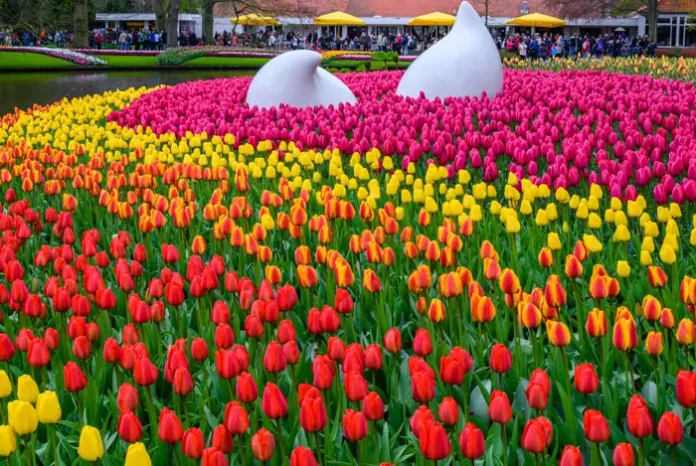 Jardines de Keukenhof en plena floración