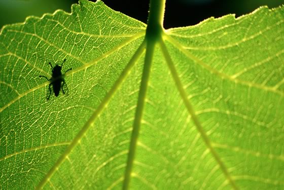 Biodiversidad en colores, por JB. Cunillera