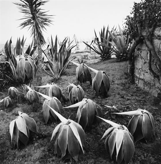 Joan Fontcuberta