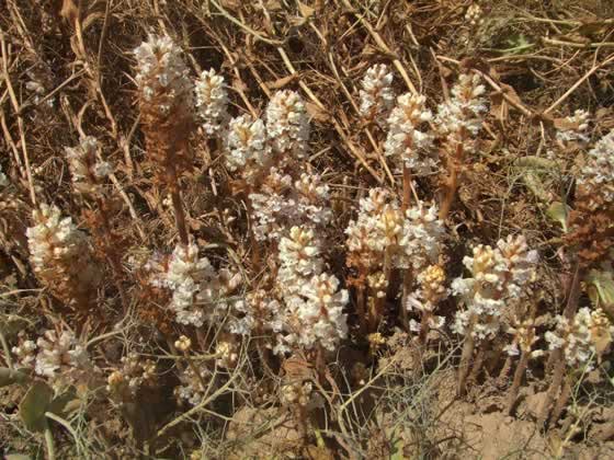 El Jopo en la Habas o Orobanche crenata Forsk