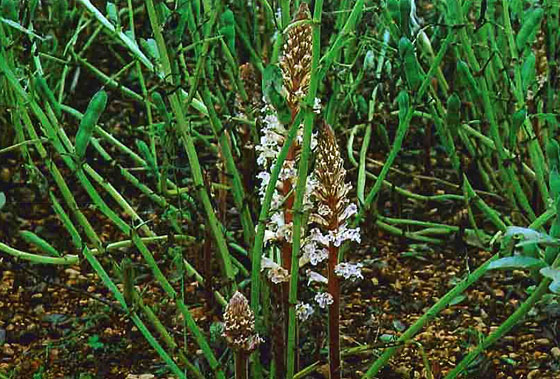 El Jopo en la Habas o Orobanche crenata Forsk