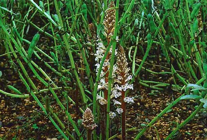 jopo en cultivo de habas