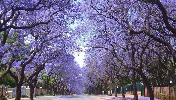 jornadas-internacionales-de-paisajismo-y-arboricultura-