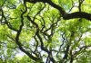 Jornadas Internacionales de Paisajismo y Arboricultura