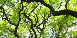 Jornadas Internacionales de Paisajismo y Arboricultura