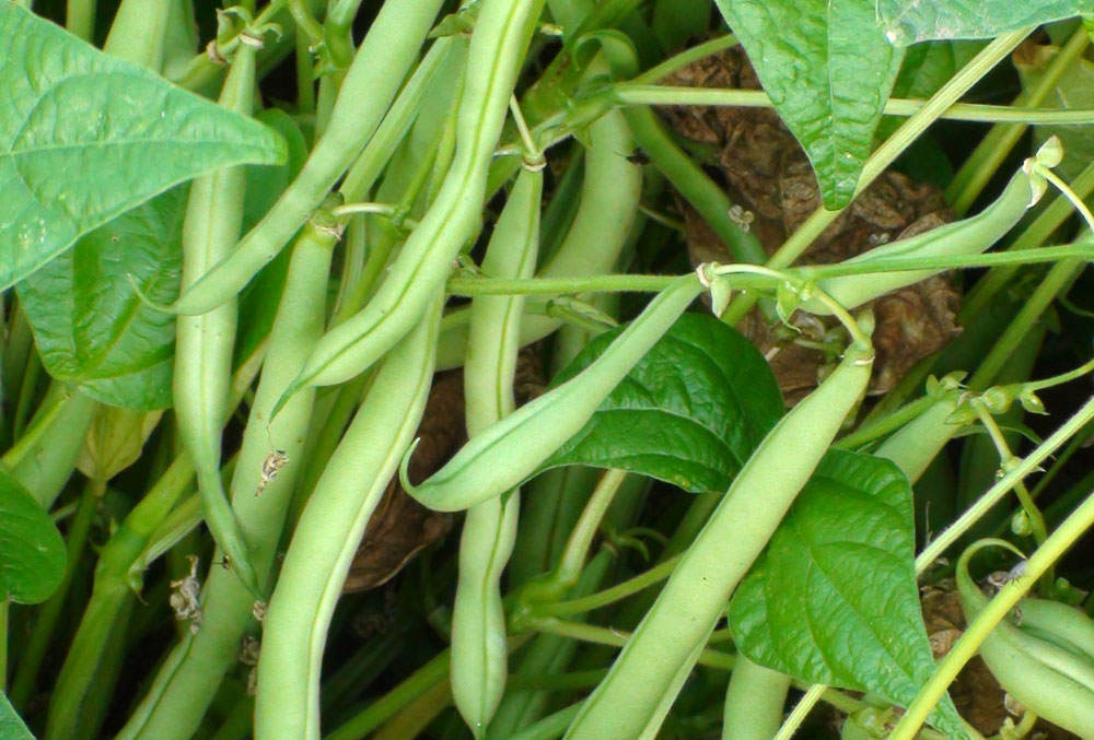 Judia de mata baja