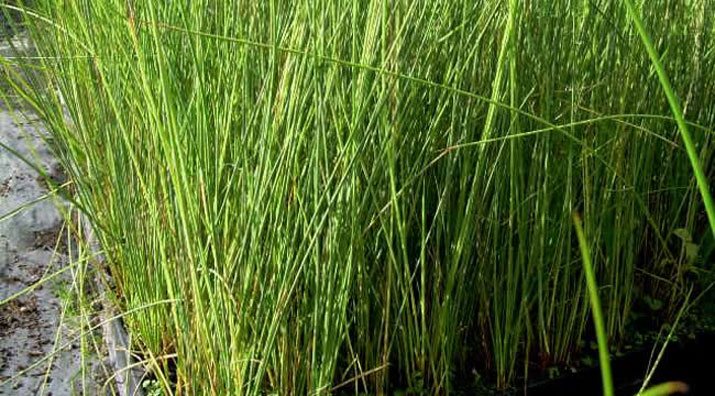 Juncus effusus