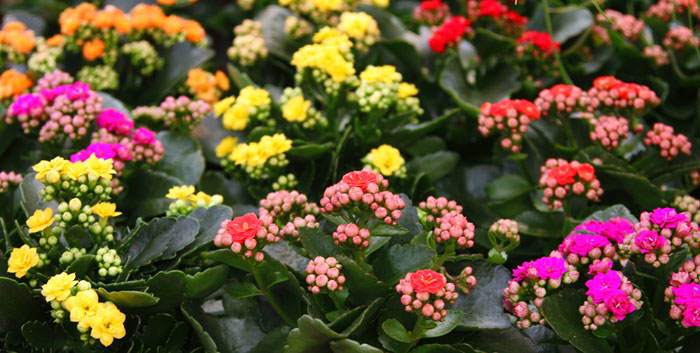 Kalanchoe blossfeldiana