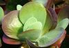 kalanchoe thyrsiflora bryophyllum thyrsiflora