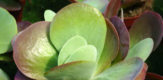 kalanchoe thyrsiflora bryophyllum thyrsiflora