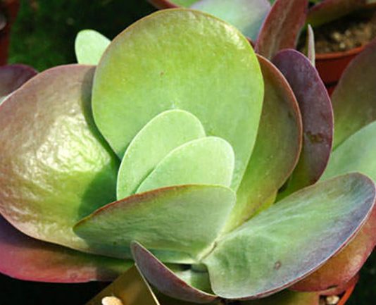 kalanchoe thyrsiflora bryophyllum thyrsiflora