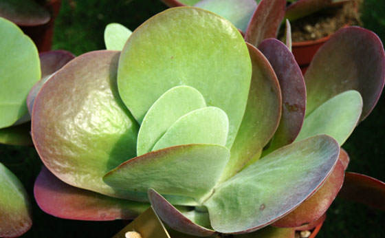 Kalanchoe thyrsiflora o Bryophyllum thyrsiflora