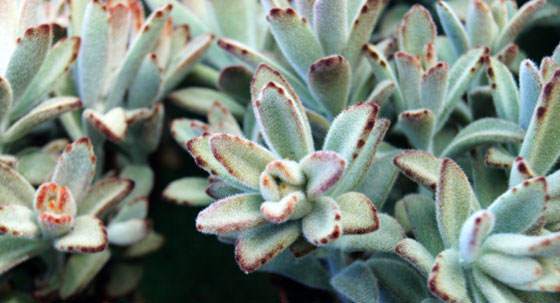 Kalanchoe tomentosa