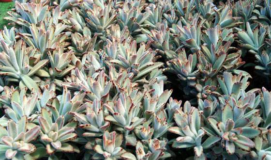 Kalanchoe tomentosa