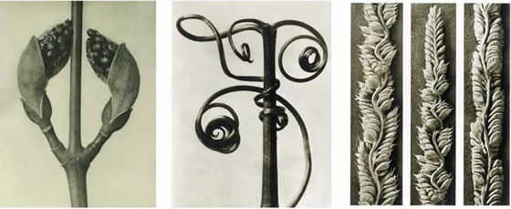 Karl Blossfeld_a