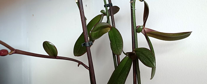 Keikis en orquídeas Phalaenopsis