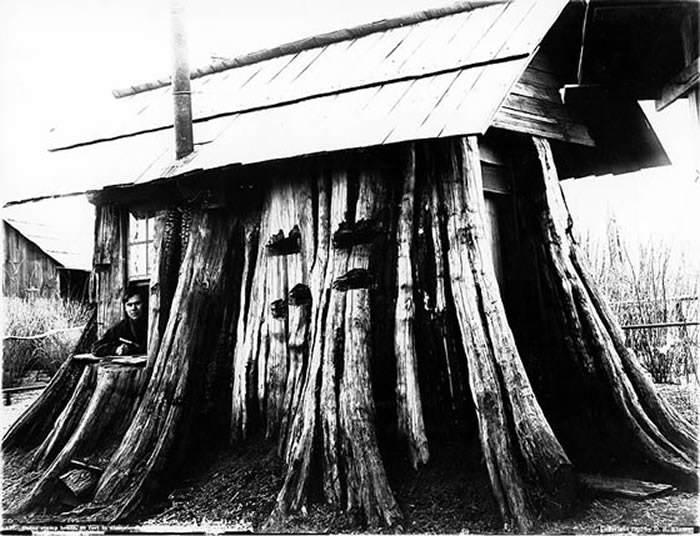 Darius Kinsey - Cedar stump house, 1901