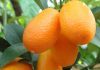 Kumquat