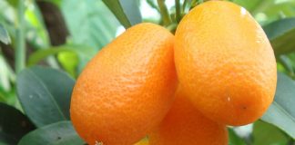Kumquat