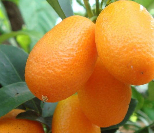 Kumquat