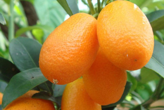 Kumquat