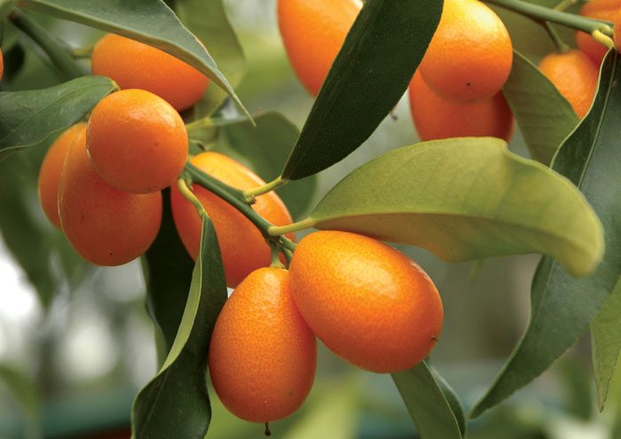 Kumquat