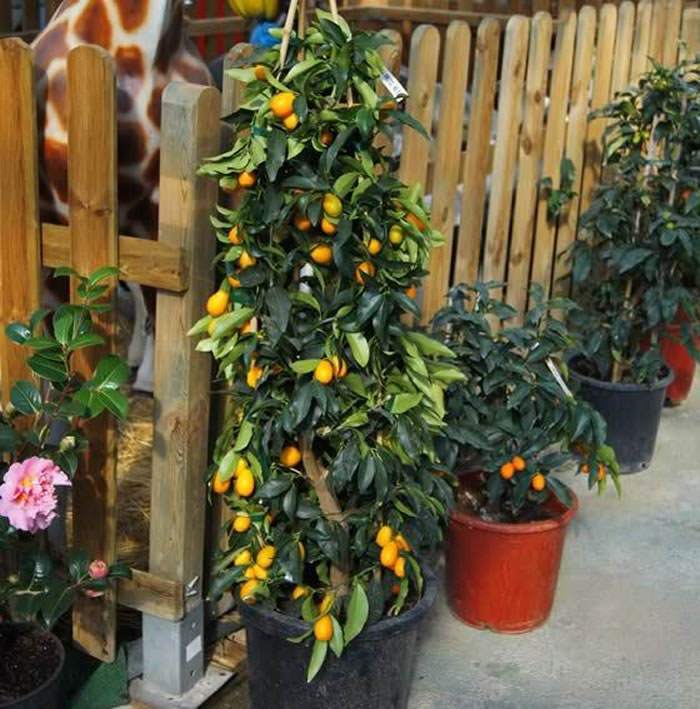 Kumquat