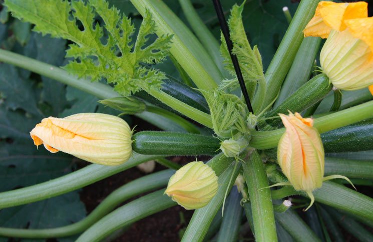 Biofortificación